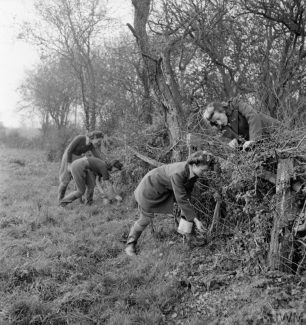 Land Girl Rat Catchers at work as part of their training on a Sussex farm. In the background Audrey Prickett and Betty Long plug a rat hole after inserting poison and in the foreground Eileen Barry lays some bait, as Audrey Willis leans over the hedge to check she is doing it properly.